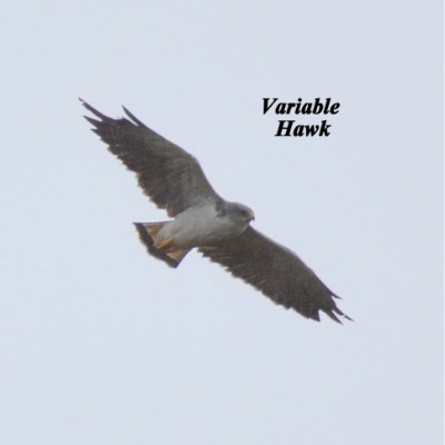 Variable Hawk